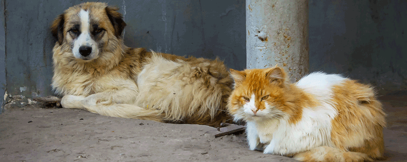 homeless dog and cat