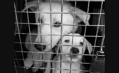 Guardians disaster response saving animals