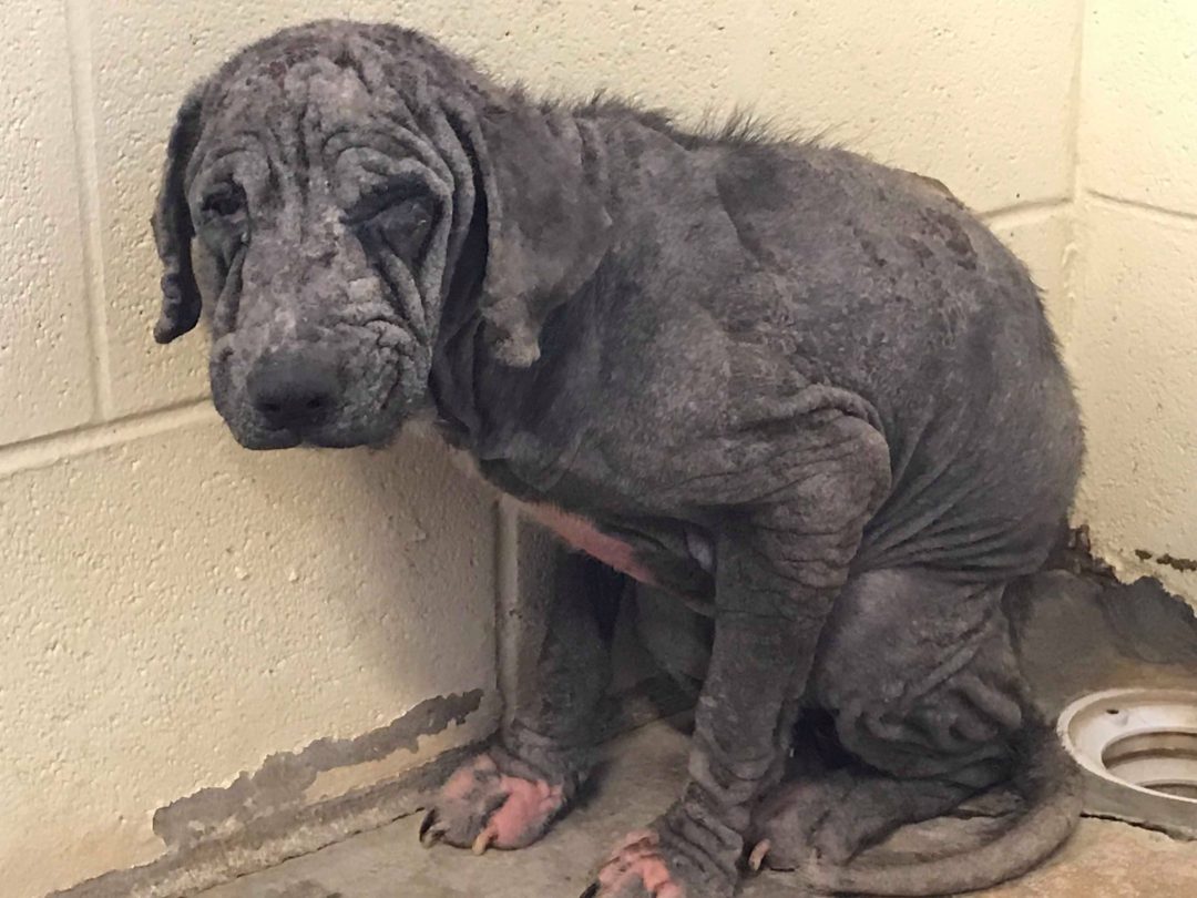 Alabama dog Guardians of Rescue