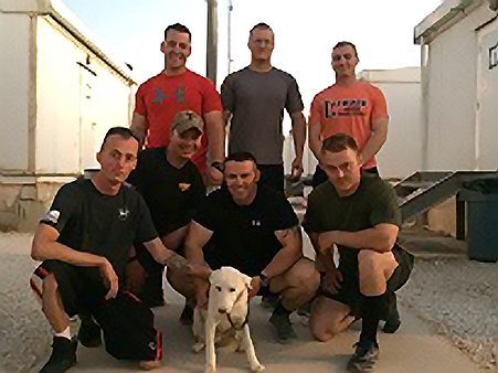 Ghost, the Rescued Contract Working Dogs