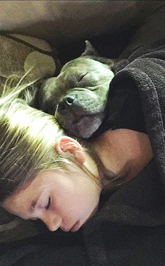 Helping families, saving pets