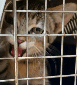 Guardians disaster response saving animals