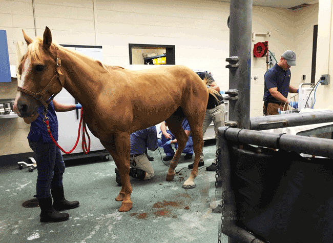 Guardians disaster response saving animals